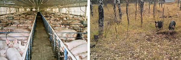 Our pigs are raised on about half an acre of pasture in an aspen grove.